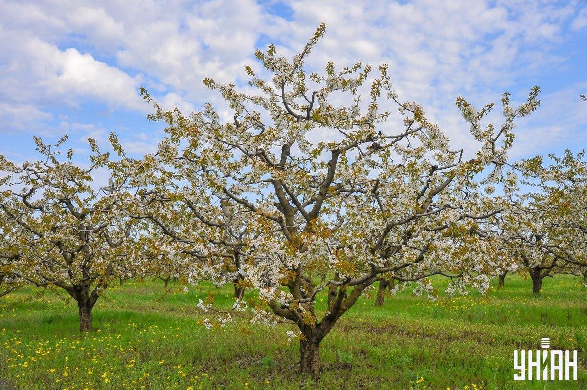 Trova i piccioni in tempo sul puzzle/collage fotografico Moje