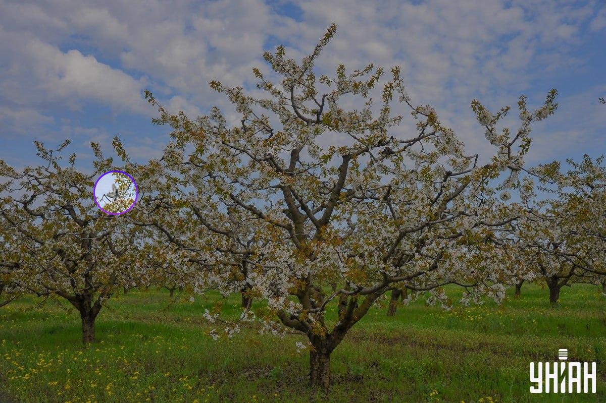 L'uccello è vicino a Moje, sul lato destro dell'immagine/collage di foto