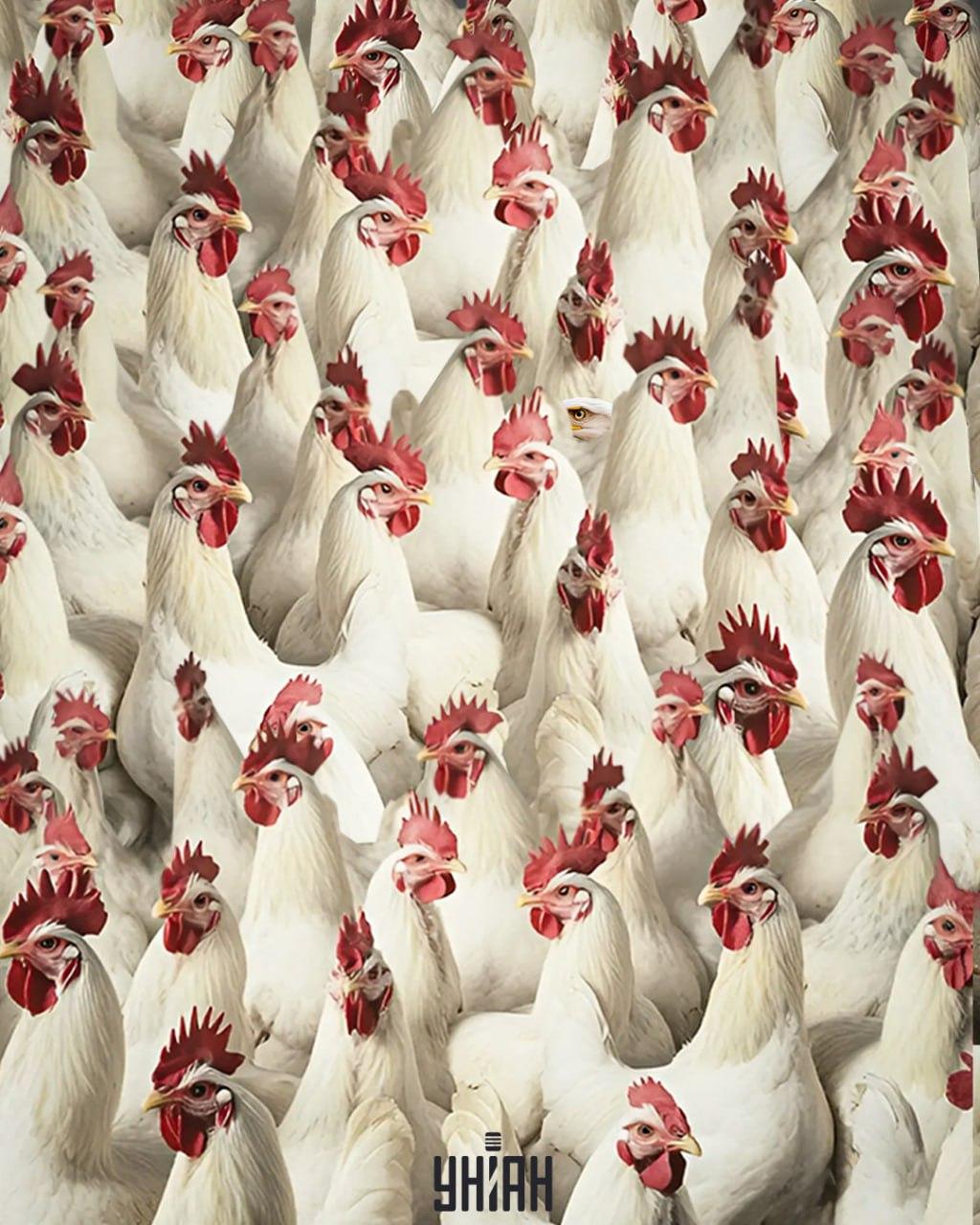 5 secondi per trovare il collage Eagle/Moje