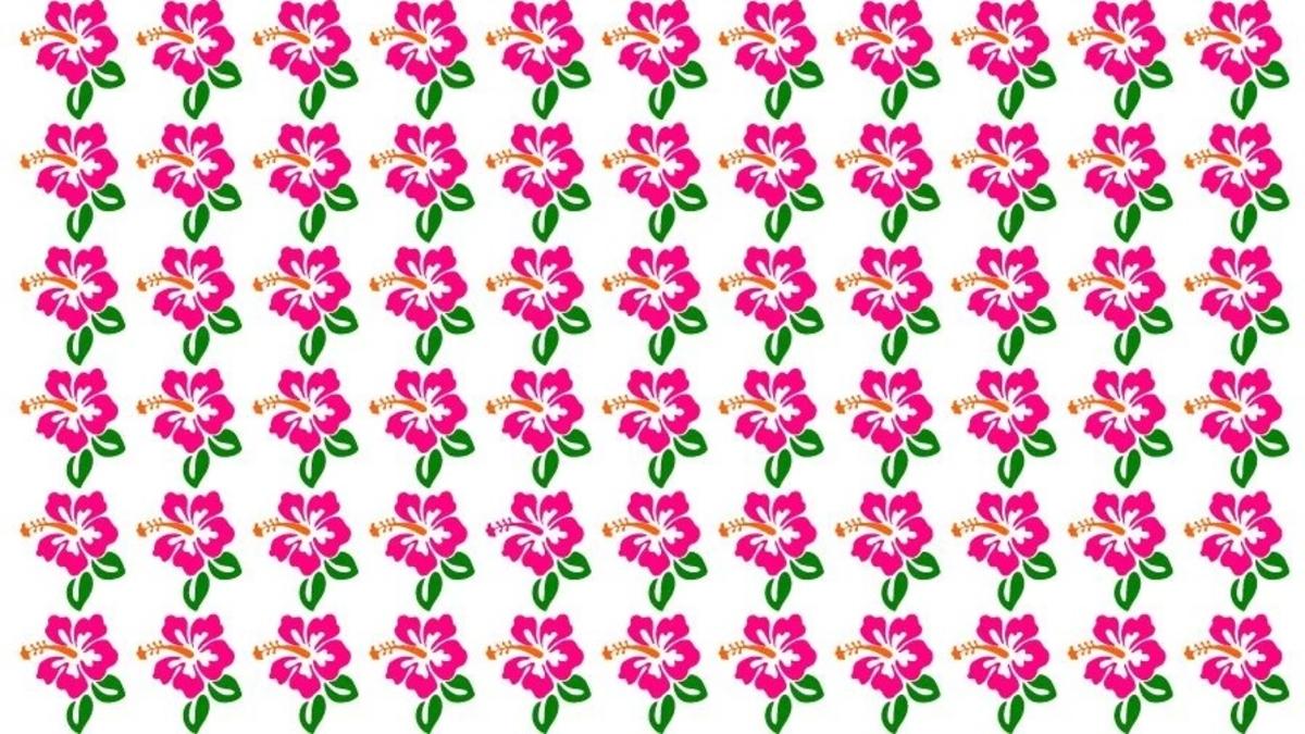 Trova fiori di ibisco insoliti nelle immagini/foto di: Fresherslive