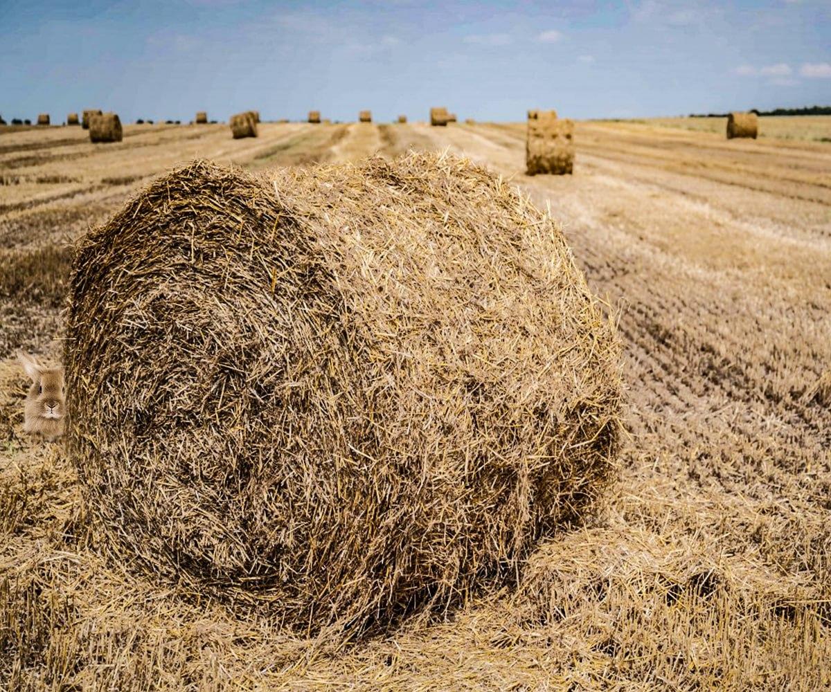 Hai pochi secondi per trovare gli animali nascosti/collage Moje