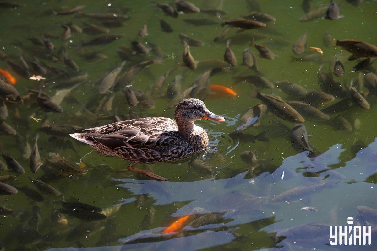Scopri dove si trova la rana pigra nella foto: hai solo pochi secondi / Photo Collage Moje