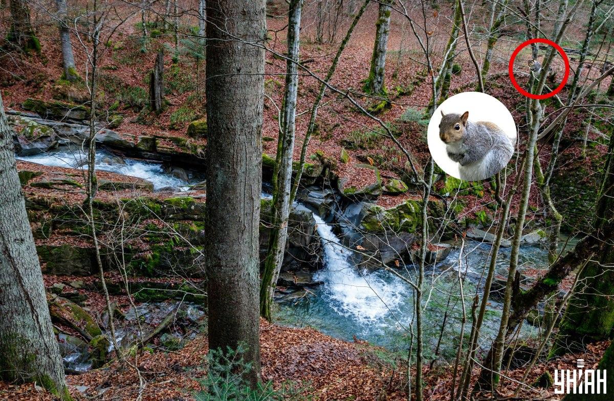 I miei collage, le mie fotografie, Nemes Janosz
