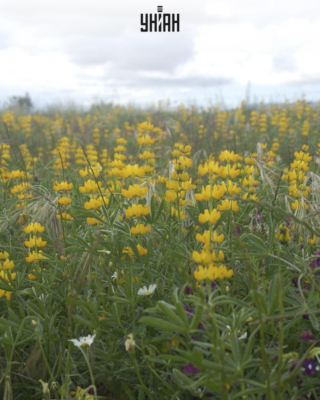 Dovresti trovare una farfalla tra i lupini/collage Moje