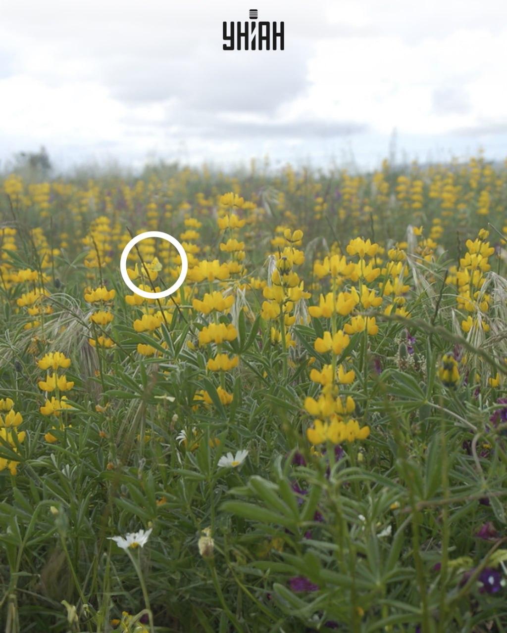 Farfalla gialla seduta su un fiore/collage Moje