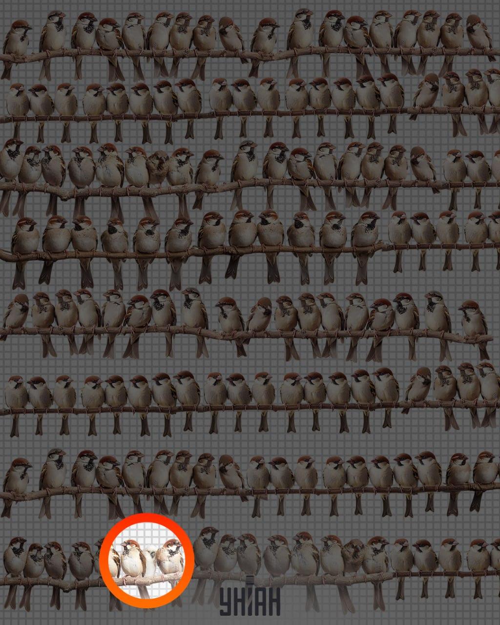 Risposta/Foto di Moje