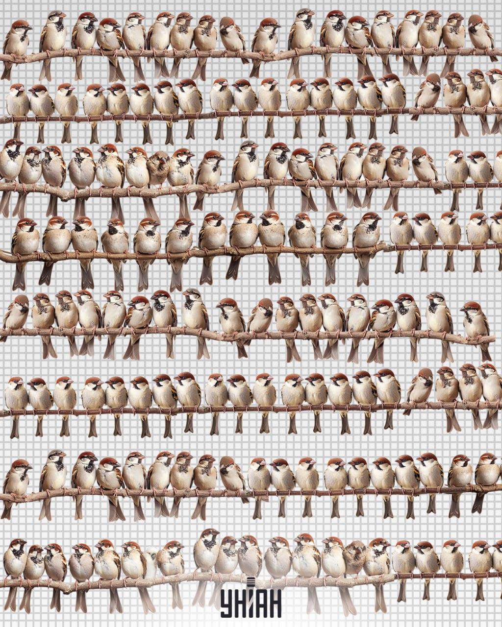 Trova l'astuto pappagallo tra i passeri in 7 secondi / Foto di Moje