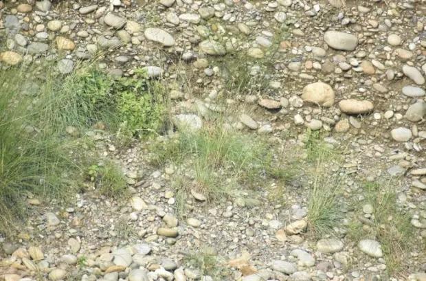 Trova il gufo nascosto/foto tramite The Sun/Redit