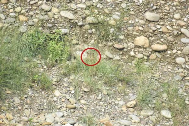 Soluzione / Foto tramite The Sun / Redit