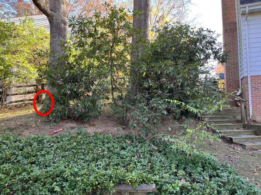 Illusione ottica super complessa: solo un vero detective potrebbe trovare il cane in 10 secondi