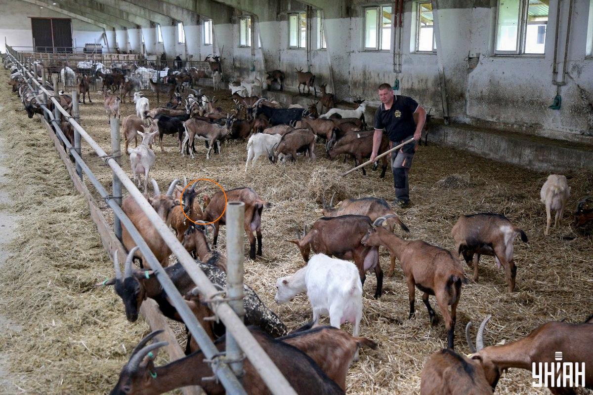 Uccello domestico vicino al centro di Moje collage di immagini/foto