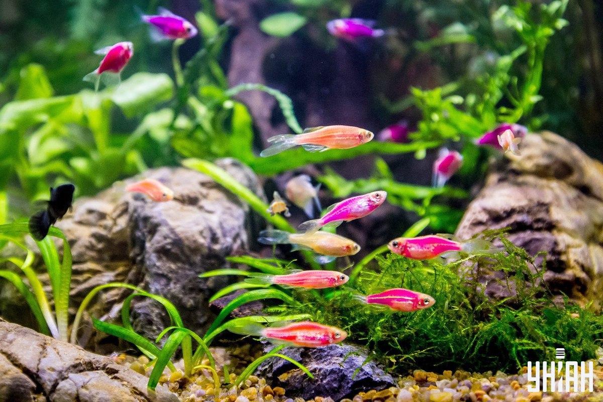 I puzzle sono molto difficili, non perdere tempo quando cerchi Tartarughe/Collage in Photos Moje