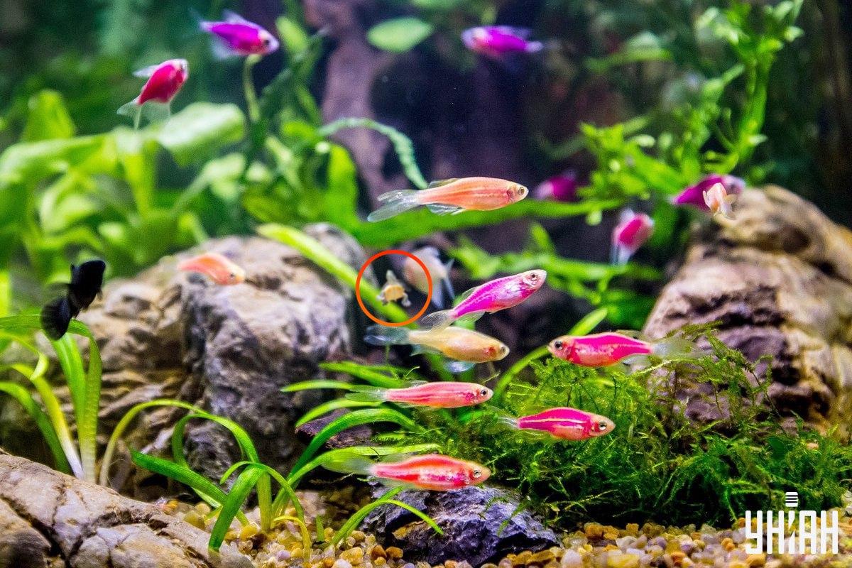 La tartaruga è quasi al centro del collage di immagini/foto Moje