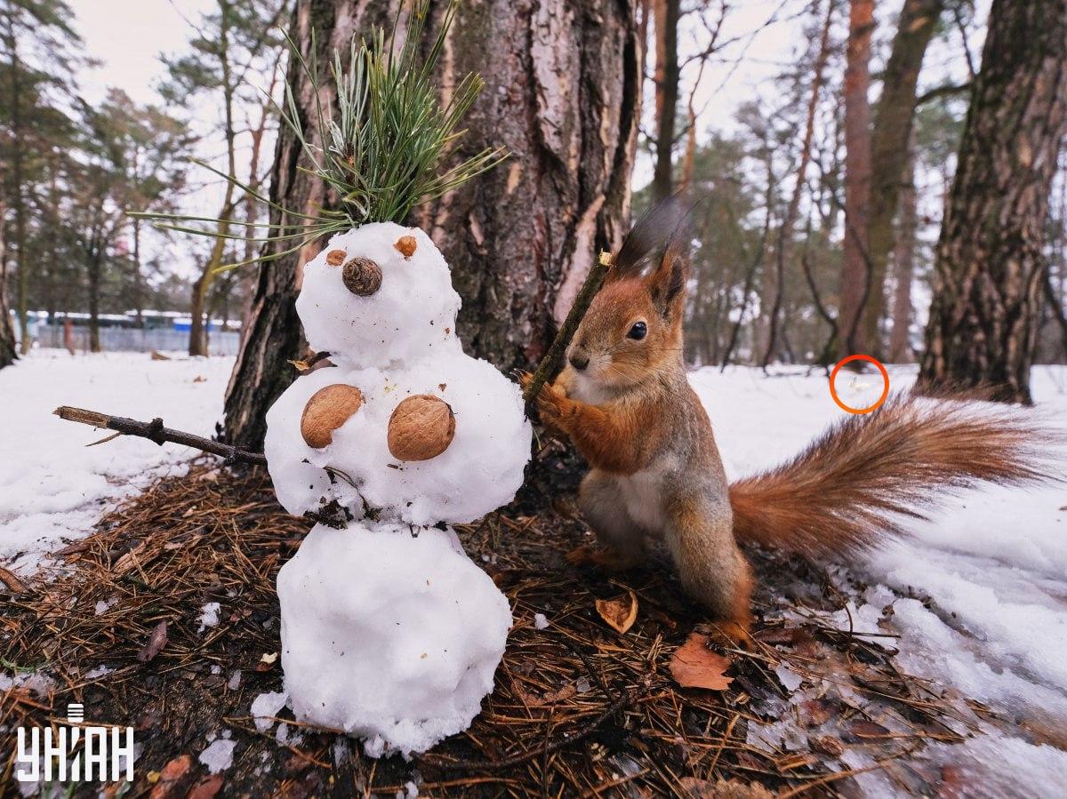 Coniglio sul lato sinistro del puzzle / Photo Collage Moje