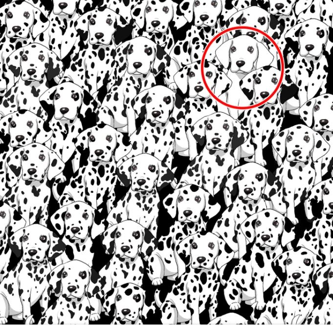 Trova il cane non macchiato tra questi cani maculati: risolvi il puzzle