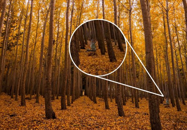 Solo i più attenti riescono a trovare lo scoiattolo nella foresta in 8 secondi: un indovinello complicato