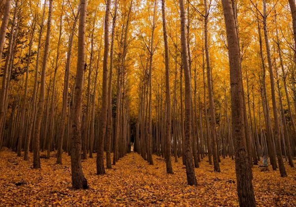 Solo i più attenti potranno trovare lo scoiattolo nel bosco in 8 secondi: un enigma ingannevole