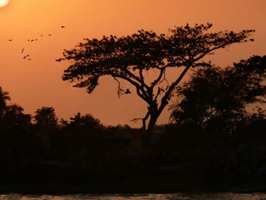 Illusione ottica unica: solo i più intelligenti possono trovare gli animali in 11 secondi