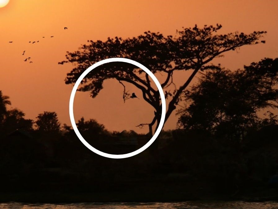 Illusione ottica unica: solo i più intelligenti possono trovare gli animali in 11 secondi