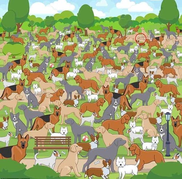 Questo puzzle ti lascerà a bocca aperta: solo un genio può trovare il cucciolo in 11 secondi