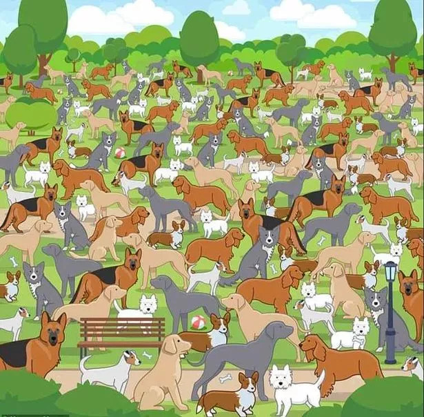 Questo puzzle ti lascerà a bocca aperta: solo un genio può trovare il cucciolo in 11 secondi