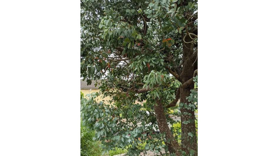 Devi trovare un gatto tra le foglie entro 60 secondi.