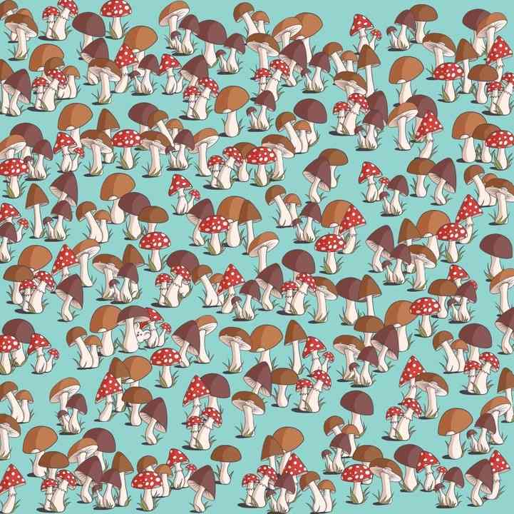 Illusione ottica unica: solo un genio potrebbe trovare un topo tra i funghi in 17 secondi