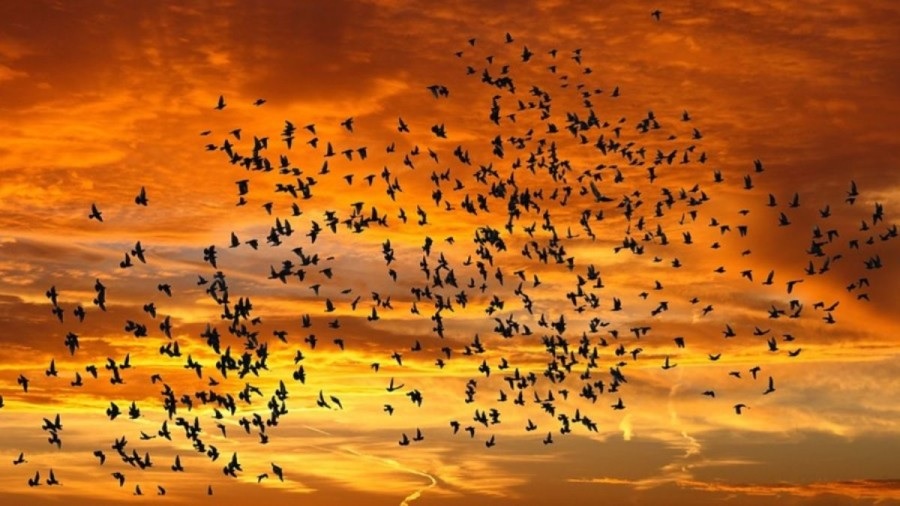 Uccelli, illustrazione ottica