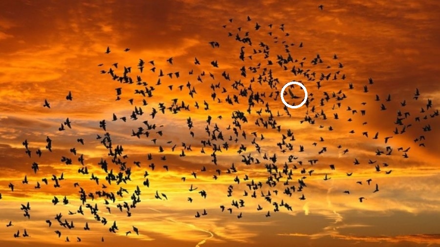 Uccelli, illustrazione ottica