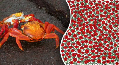 Găsește soluția: Gă puzzles și enigme captivante