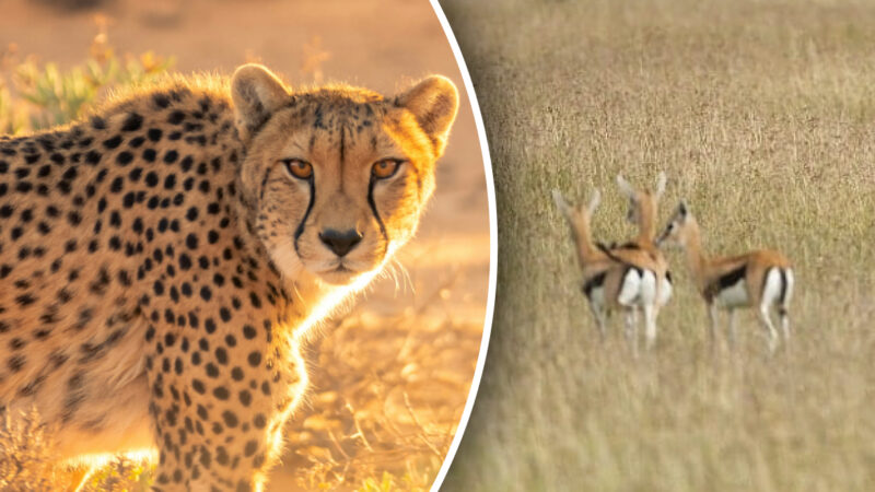 Dove si nasconde il ghepardo: solo chi ha la "visione da cacciatore" può trovare il predatore in 11 secondi