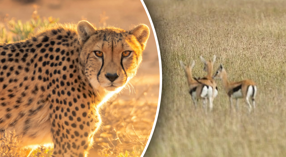 Dove si nasconde il ghepardo: solo chi ha la "visione da cacciatore" può trovare il predatore in 11 secondi