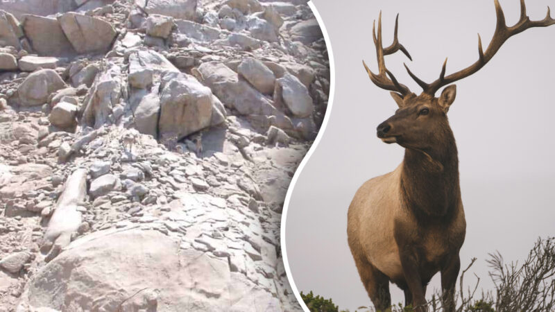 Dove sono i 4 cervi: solo le persone con la "visione dell'aquila" possono vederli in 10 secondi
