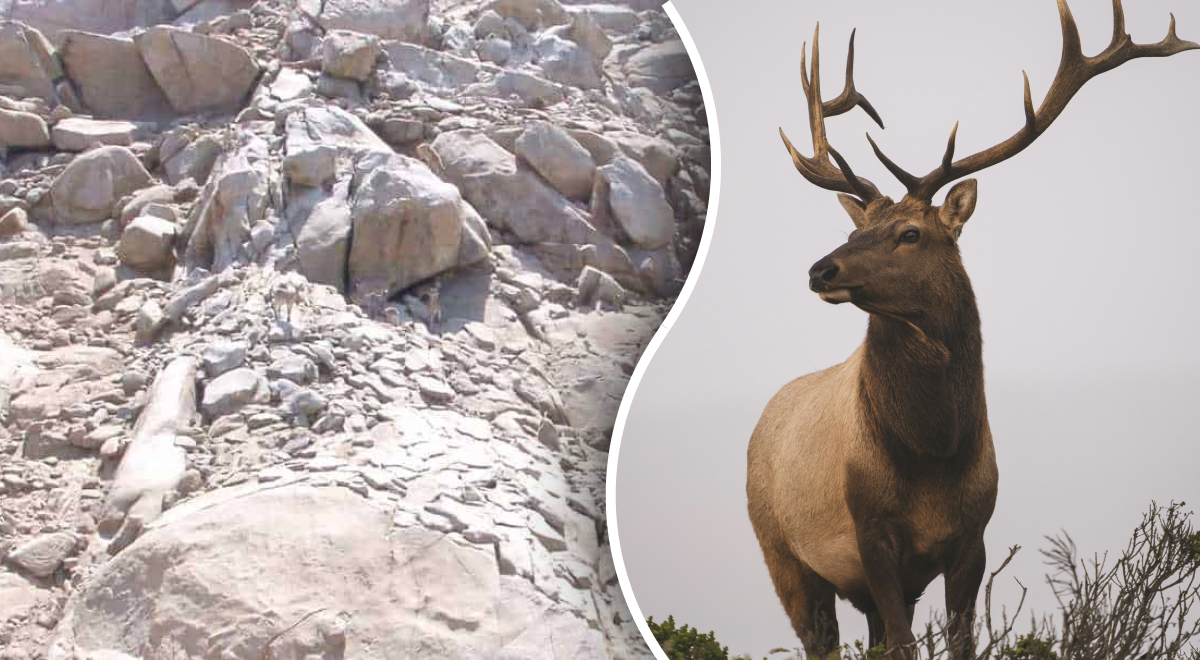 Dove sono i 4 cervi: solo le persone con la “visione dell’aquila” possono vederli in 10 secondi