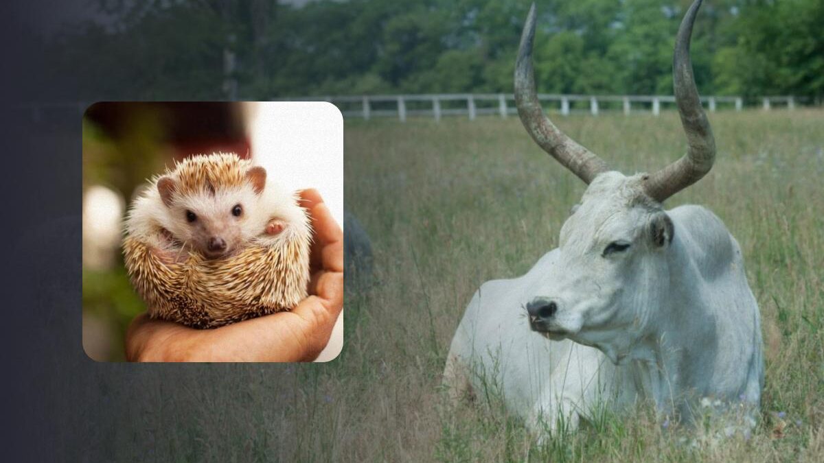 Ecco un enigma per chi ha la vista acuta: nessuno riesce a trovare il riccio.