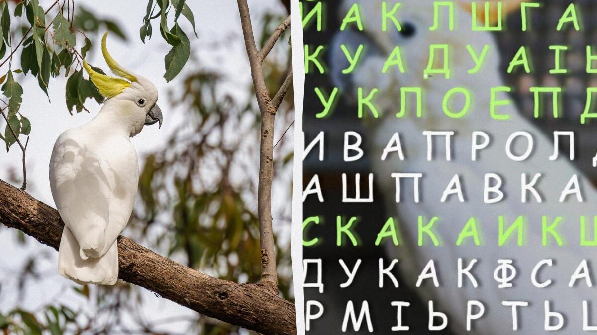 Il 97% delle persone non riesce a trovare la parola "cacatua" in 11 secondi di illusione ottica: mettiti alla prova