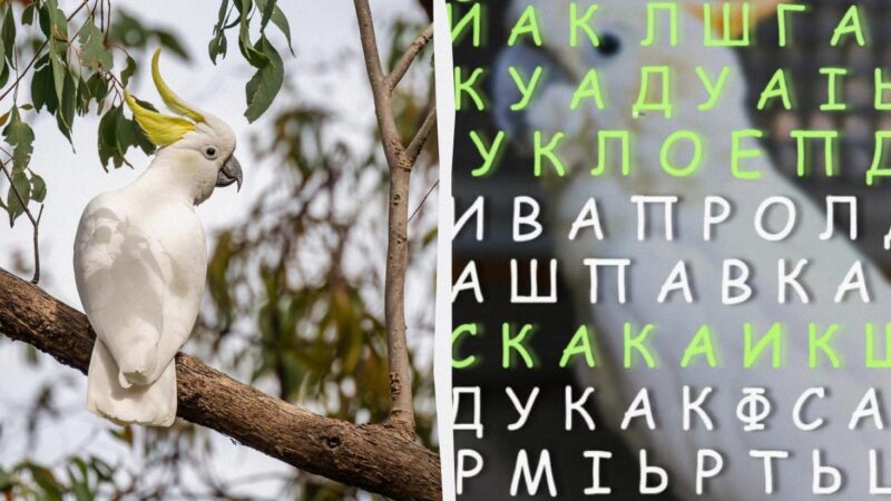 Il 97% delle persone non riesce a trovare la parola "cacatua" in 11 secondi di illusione ottica: mettiti alla prova