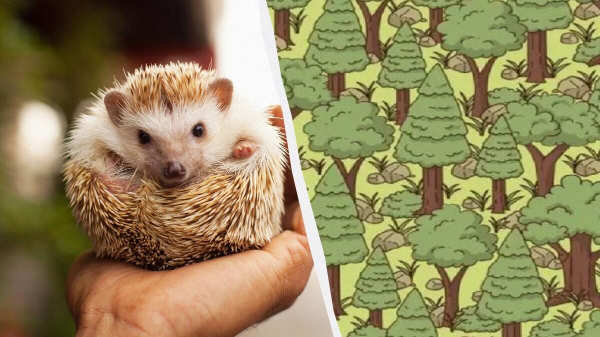 Il puzzle più carino: trova il riccio nella foresta in 30 secondi