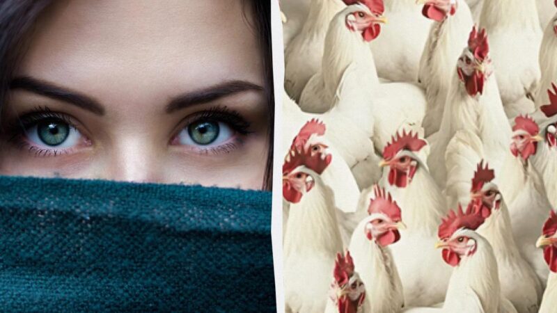 Individuare l'aquila dal pulcino e dal gallo in 5 secondi richiede una mente acuta: un puzzle game intelligente