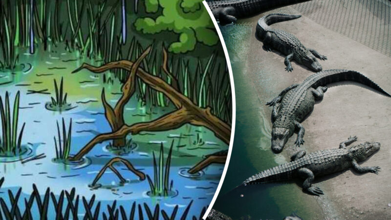 Nascondiglio dei coccodrilli: solo i più intelligenti possono trovare il predatore in 7 secondi