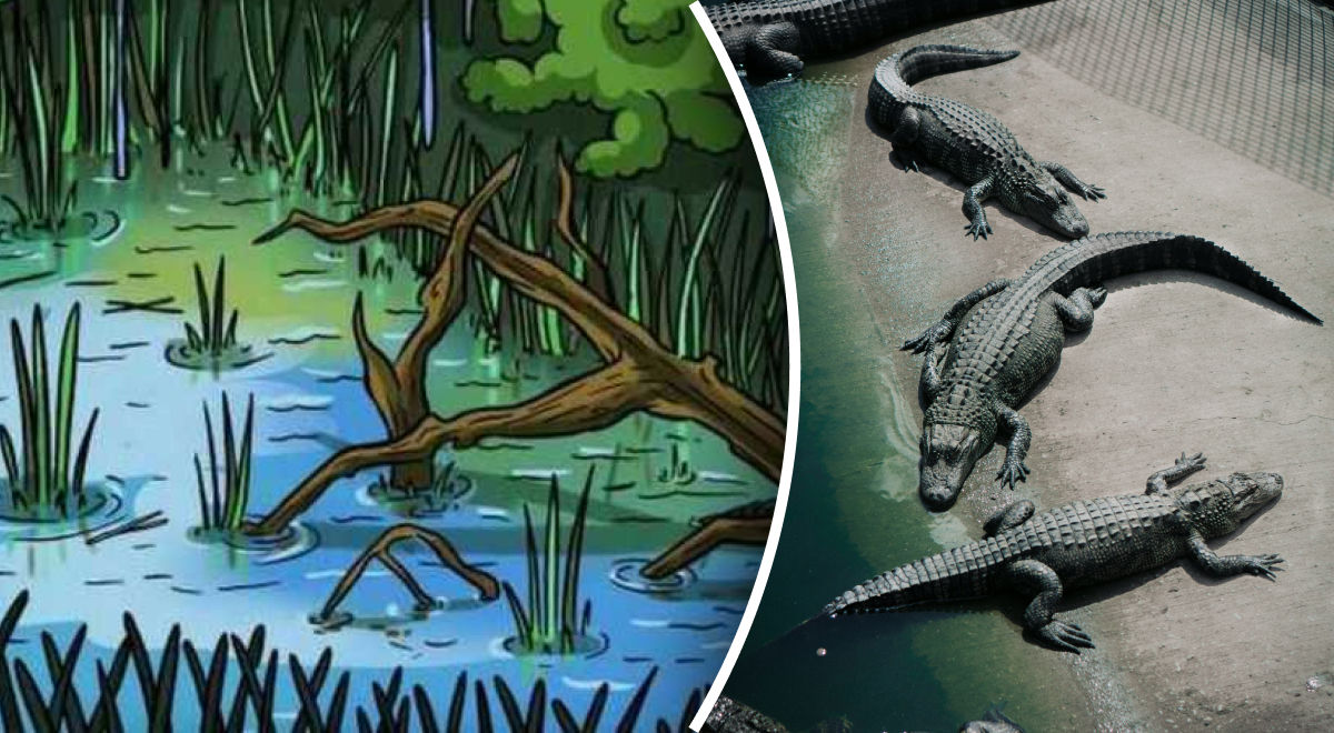 Nascondiglio dei coccodrilli: solo i più intelligenti possono trovare il predatore in 7 secondi