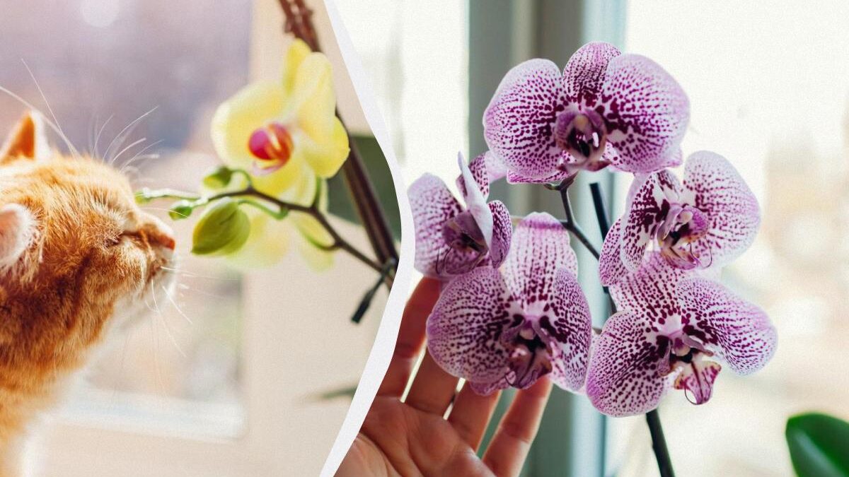 Orchidee che non fioriscono: il fioraio dà due consigli di vita su come risolvere il problema