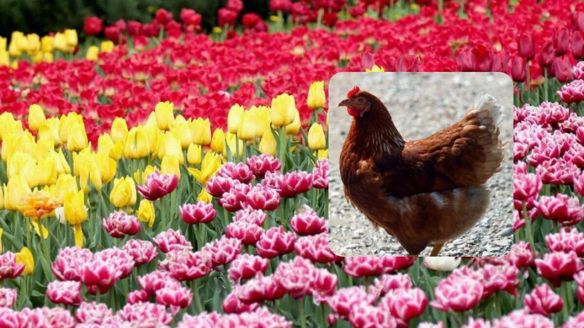 Puzzle complicato: trova il pulcino tra i tulipani in 10 secondi