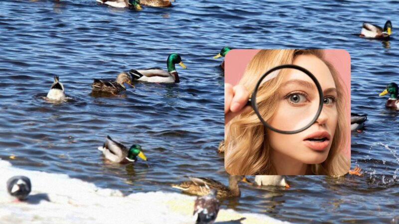 Puzzle molto complesso per persone intelligenti: mettiti alla prova in 7 secondi