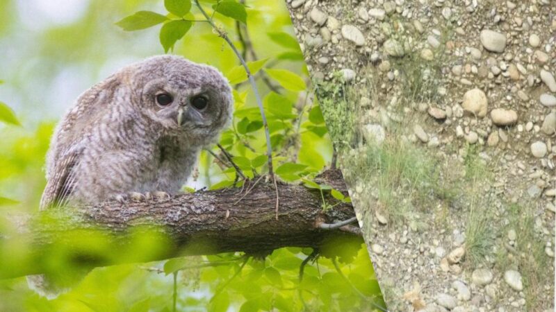 Puzzle per i più attenti: trova il gufo tra le pietre in 5 secondi