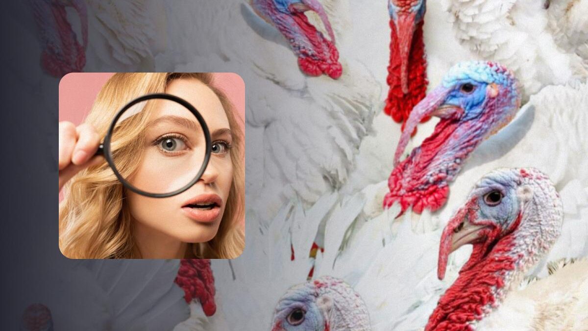 Puzzle "reale": devi trovare un fenicottero tra i tacchini bianchi.