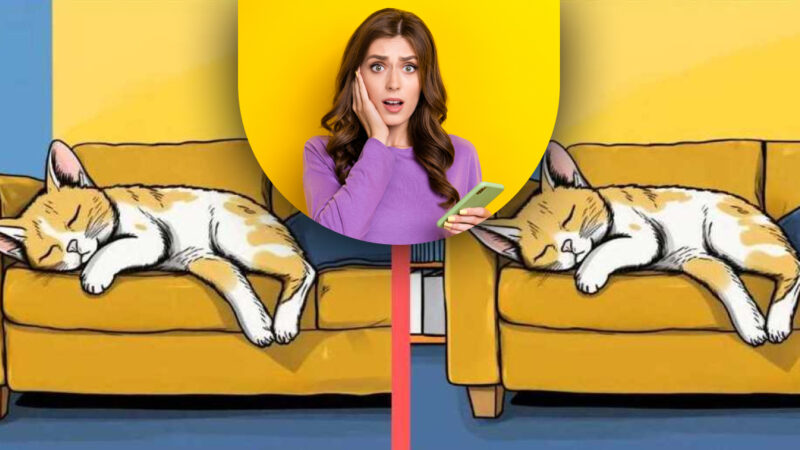 Qual è la differenza tra due gatti: trova 3 differenze in 19 secondi