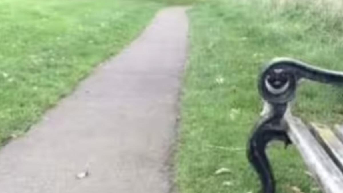 Questo puzzle è solo per i più attenti: Trova il cane in 11 secondi (immagini)