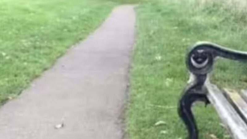 Questo puzzle è solo per i più attenti: Trova il cane in 11 secondi (immagini)