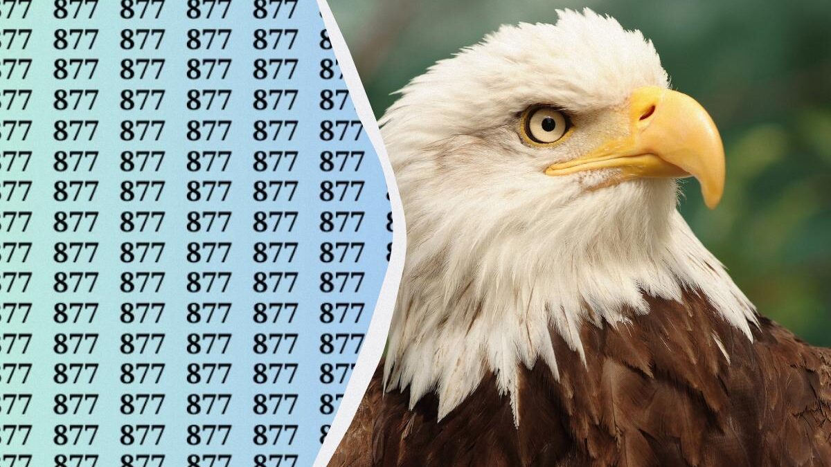 Questo puzzle ti farà male agli occhi: trova il numero segreto in 15 secondi